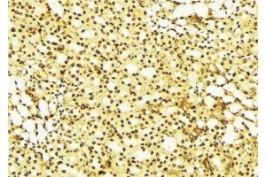 ABIN6274259 at 1/100 staining Mouse liver tissue by IHC-P. (YAP1 抗体  (Internal Region))