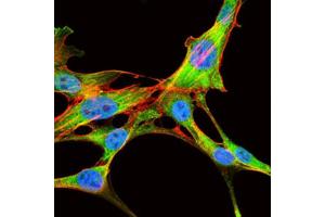 Immunofluorescence (IF) image for anti-Eukaryotic Translation Initiation Factor 4B (EIF4B) antibody (ABIN1843563)