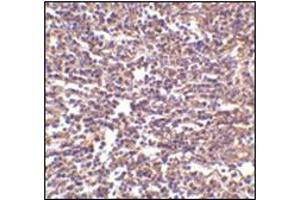 Immunohistochemistry of RP105 in human spleen tissue with this product at 2 μg/ml. (CD180 抗体  (Center))