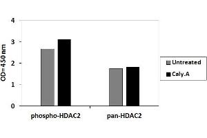 HeLa cells were treated or untreated with Calyculin A. (HDAC2 ELISA 试剂盒)