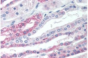 Anti-TGR5 antibody  ABIN1049401 IHC staining of human kidney. (GPBAR1 抗体  (Cytoplasmic Domain))