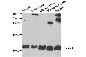Western blot analysis of extracts of various cell lines, using PCBD1 antibody. (PCBD1 抗体  (AA 1-104))