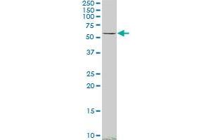 SMAD4 monoclonal antibody (M02), clone 3E2. (SMAD4 抗体  (AA 1-552))