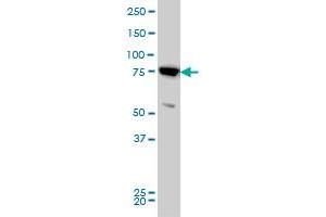 MFN2 monoclonal antibody (M03), clone 4H8 Western Blot analysis of MFN2 expression in HeLa . (MFN2 抗体  (AA 661-757))