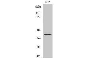 Western Blotting (WB) image for anti-Myogenin (Myogenic Factor 4) (MYOG) (Internal Region) antibody (ABIN3176180) (Myogenin 抗体  (Internal Region))