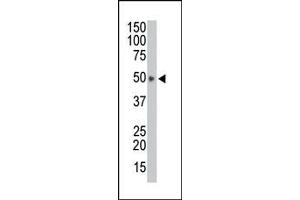 Image no. 1 for anti-HtrA Serine Peptidase 1 (HTRA1) (AA 389-419), (C-Term) antibody (ABIN356844) (HTRA1 抗体  (C-Term))