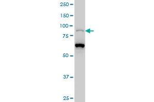 PCAF monoclonal antibody (M02), clone 1H2 Western Blot analysis of PCAF expression in Hela S3 NE . (KAT2B 抗体  (AA 353-452))