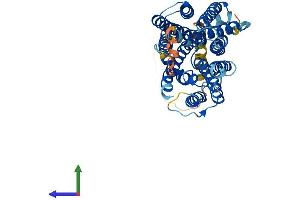 Protein Structure (PS) image for Solute Carrier Family 29 (Nucleoside Transporters), Member 2 (SLC29A2) (AA 1-456) protein (His tag) (ABIN7545943)