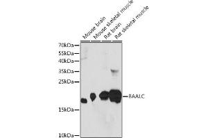 Western blot analysis of extracts of various cell lines, using BAALC Rabbit pAb (ABIN7265911) at 1:1000 dilution. (BAALC 抗体  (AA 1-145))