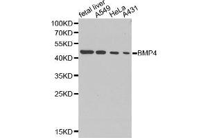 Western blot analysis of extracts of various cell lines, using BMP4 antibody. (BMP4 抗体  (AA 30-300))