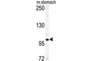 Western Blotting (WB) image for anti-EPH Receptor A6 (Epha6) antibody (ABIN3003335) (EPH Receptor A6 抗体)