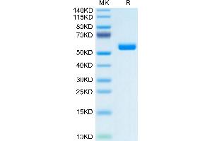 FAM3D Protein (AA 26-224) (Fc Tag)