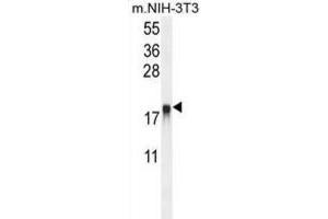 Western Blotting (WB) image for anti-ADP-Ribosylation Factor-Like 8A (ARL8A) antibody (ABIN2995545) (ARL8A 抗体)