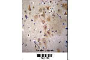 GRIP2 Antibody immunohistochemistry analysis in formalin fixed and paraffin embedded human brain tissue followed by peroxidase conjugation of the secondary antibody and DAB staining. (GRIP2 抗体  (AA 620-649))