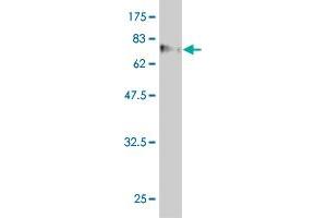Western Blot detection against Immunogen (88. (WDR20 抗体  (AA 1-569))
