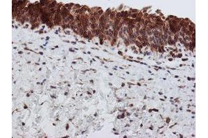 Image no. 5 for anti-Sec1 Family Domain Containing 1 (SCFD1) antibody (ABIN1500818)