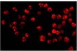 Immunofluorescence of Acinus in K562 cells with with Acinusat 20 µg/ml. (ACIN1 抗体  (C-Term))