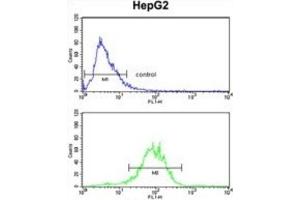 Flow Cytometry (FACS) image for anti-Enolase 3 (Beta, Muscle) (ENO3) antibody (ABIN3001691) (ENO3 抗体)