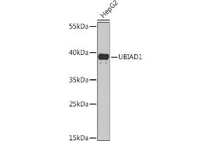 Western blot analysis of extracts of HepG2 cells, using UBI Rabbit pAb (ABIN6134945, ABIN6149844, ABIN6149847 and ABIN6218504) at 1:1000 dilution. (UBIAD1 抗体  (AA 1-100))