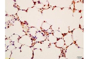 Formalin-fixed and paraffin embedded mouse lung labeled with Anti-LAMP2/CD107B Polyclonal Antibody, Unconjugated  at 1:200 followed by conjugation to the secondary antibody and DAB staining (LAMP2 抗体  (AA 301-411))