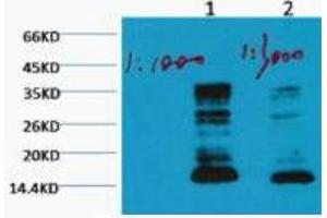 Western Blot (WB) analysis of HeLa, diluted at 1) 1:1000, 2) 1:3000. (Histone 3 抗体  (H3K79me))