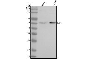 Western blot analysis of NLK using anti-NLK antibody (ABIN7605725).