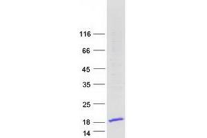 Validation with Western Blot