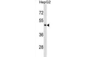 Western Blotting (WB) image for anti-KH Domain Containing, RNA Binding, Signal Transduction Associated 3 (KHDRBS3) antibody (ABIN3000667) (KHDRBS3 抗体)
