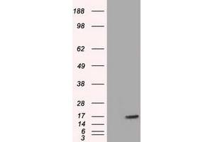 HEK293T cells were transfected with the pCMV6-ENTRY control (Left lane) or pCMV6-ENTRY TTC32 (Right lane) cDNA for 48 hrs and lysed. (TTC32 抗体)