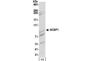 Western Blotting (WB) image for anti-Nuclear Cap Binding Protein Subunit 1, 80kDa (NCBP1) (AA 482-532) antibody (ABIN7454786)