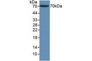 Western blot analysis of recombinant Human ACTg1. (Actin, gamma 1 抗体  (AA 1-375))