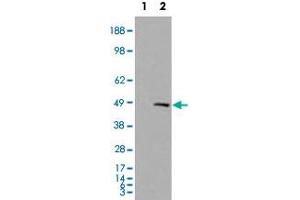 HEK293 overexpressing SMARCE1 and probed with SMARCE1 polyclonal antibody  (mock transfection in first lane) .