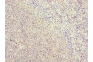 Immunohistochemistry of paraffin-embedded human tonsil tissue using ABIN7151142 at dilution of 1:100 (RNF13 抗体  (AA 204-381))