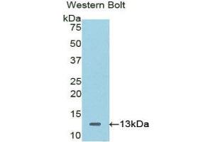 Western Blotting (WB) image for anti-Catenin, beta Interacting Protein 1 (CTNNBIP1) (AA 1-81) antibody (ABIN1858533) (CTNNBIP1 抗体  (AA 1-81))