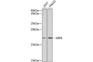 Western blot analysis of extracts of various cell lines, using  Rabbit mAb (ABIN7265485) at 1:1000 dilution. (ARF6 抗体)