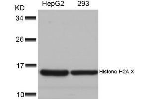 Image no. 2 for anti-H2A Histone Family, Member X (H2AFX) (Ser139) antibody (ABIN197525) (H2AFX 抗体  (Ser139))