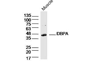 Mouse Muscle lysates probed with DBPA Polyclonal Antibody, Unconjugated  at 1:300 dilution and 4˚C overnight incubation. (YBX3/DBPA 抗体  (AA 201-300))