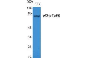 Western Blot (WB) analysis of specific cells using Phospho-p73 (Y99) Polyclonal Antibody. (Tumor Protein p73 抗体  (pTyr99))