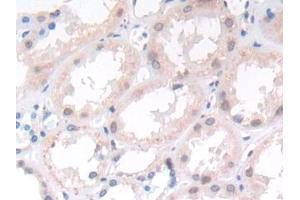 IHC-P analysis of Human Kidney Tissue, with DAB staining. (APLP2 抗体  (AA 607-852))