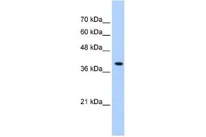PEX10 antibody used at 0. (PEX10 抗体  (Middle Region))