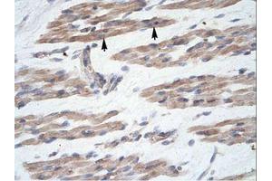 Image no. 1 for anti-MANSC Domain Containing 1 (MANSC1) (N-Term) antibody (ABIN6735944) (MANSC1 抗体  (N-Term))