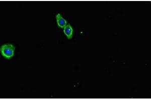 Immunofluorescent analysis of HepG2 cells using ABIN7151766 at dilution of 1:100 and Alexa Fluor 488-congugated AffiniPure Goat Anti-Rabbit IgG(H+L) (ECEL1 抗体  (AA 425-775))