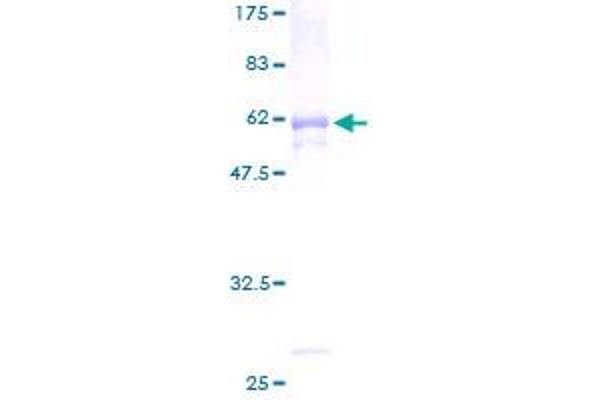 Cytochrome C1 Protein (CYC1) (AA 1-325) (GST tag)