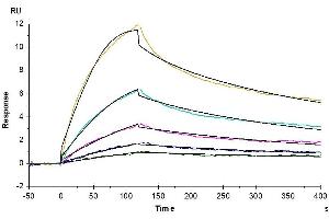 Biotinylated Human LAIR2, His-Avi Tag immobilized on CM5 Chip can bind Native Human Collagen I, No Tag with an affinity constant of 1.