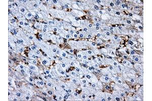 Immunohistochemical staining of paraffin-embedded pancreas tissue using anti-RPA2 mouse monoclonal antibody. (RPA2 抗体)