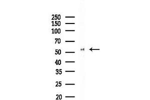 Western blot analysis of lysates from COLO205 cells, using POU2F2 Antibody at 1/1000 dilution.