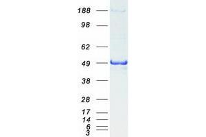 Western Blotting (WB) image for Proteasome (Prosome, Macropain) 26S Subunit, ATPase, 3 (PSMC3) protein (Myc-DYKDDDDK Tag) (ABIN2729967)