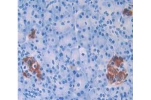 IHC-P analysis of Kidney tissue, with DAB staining. (Insulin 抗体  (AA 25-110))