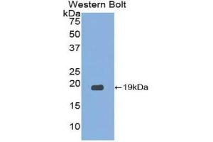 Western Blotting (WB) image for anti-Eosinophil Cationic Protein (ECP) (AA 30-154) antibody (ABIN1860456) (RNASE3 抗体  (AA 30-154))