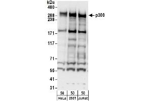 Western Blotting (WB) image for anti-E1A Binding Protein P300 (EP300) (AA 1000-1050) antibody (ABIN7454617)